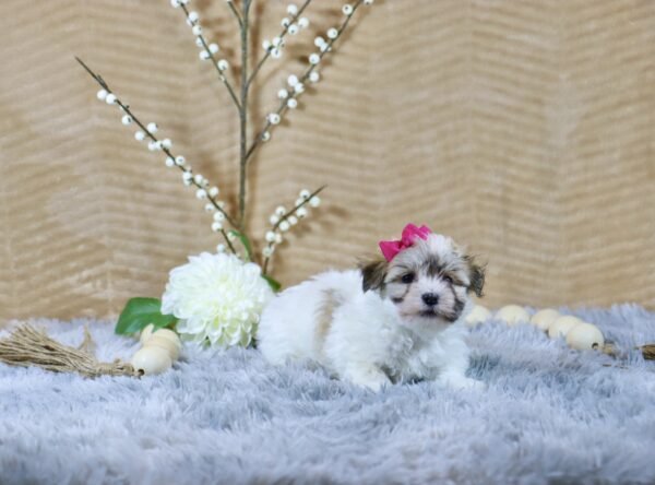 Ms Lucy - Image 2