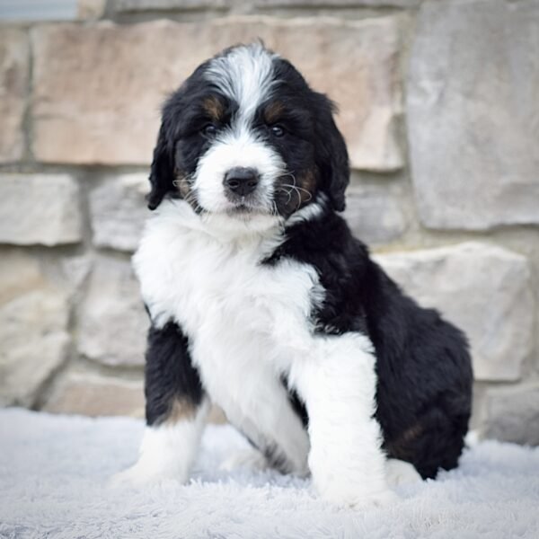 Roscoe - Image 6