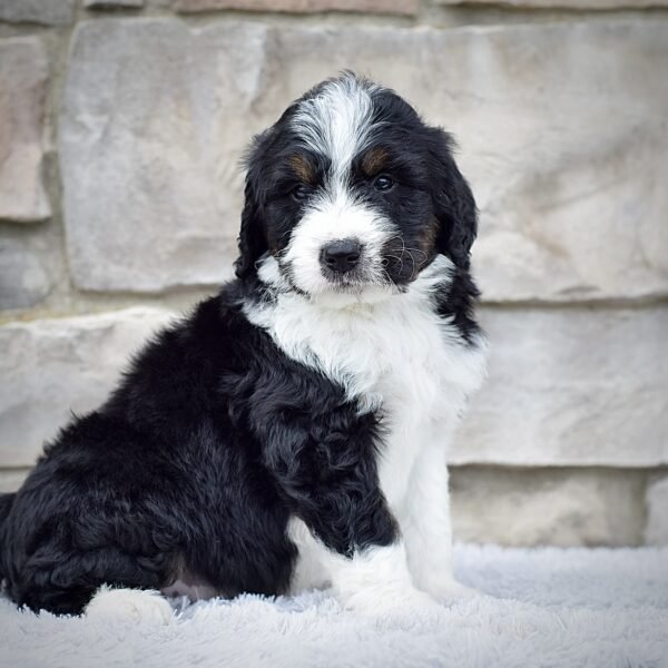 Roscoe - Image 5