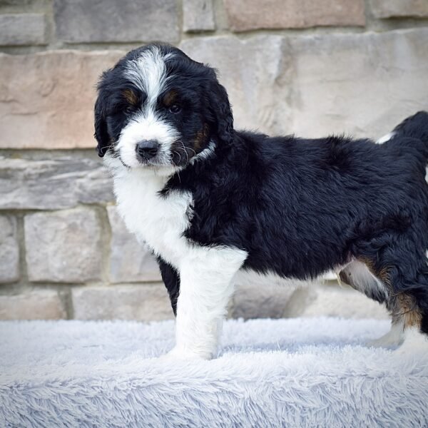 Roscoe - Image 4
