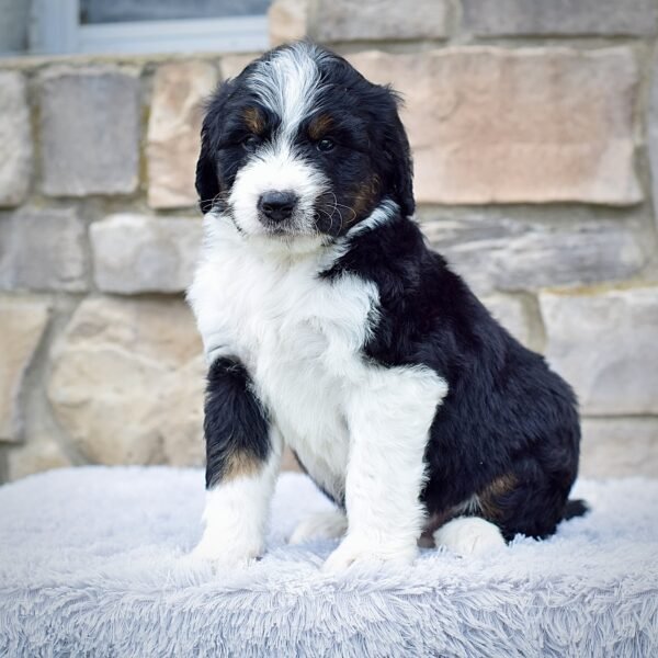 Roscoe - Image 3