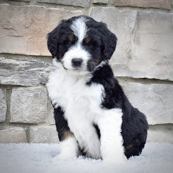 Roscoe