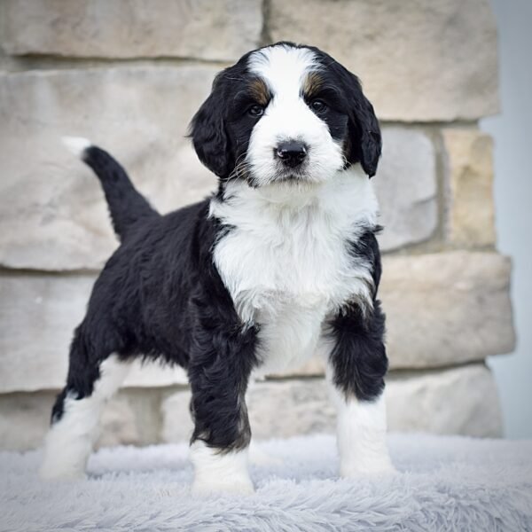Riley - Image 5