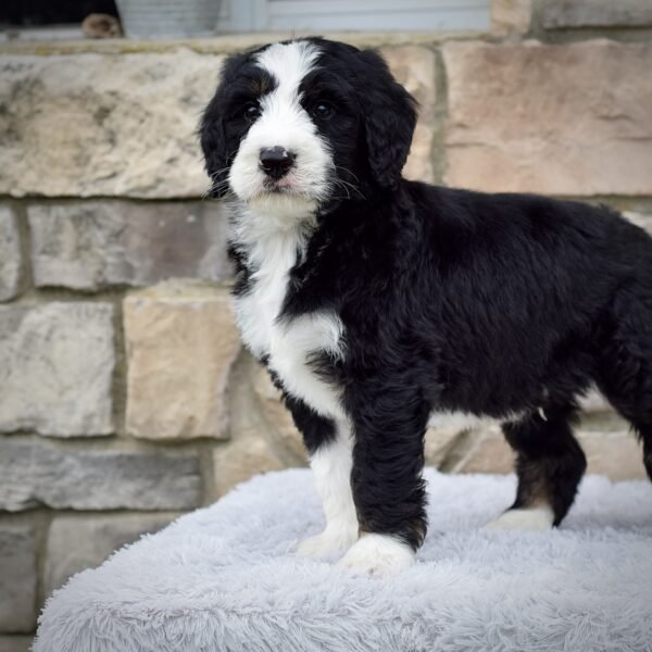 Rodney - Image 4