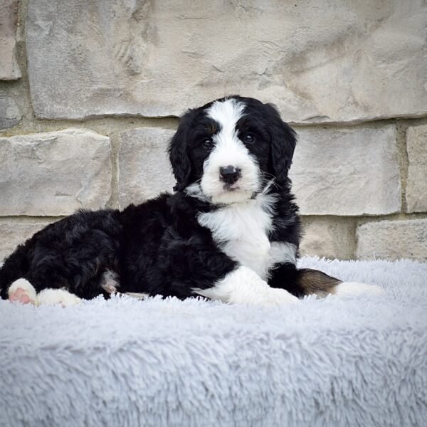 Rodney - Image 6