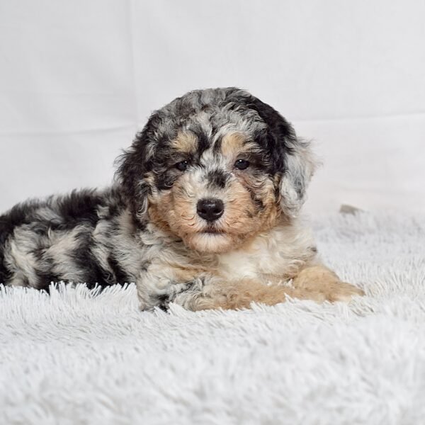 Ms. Macy - Image 4