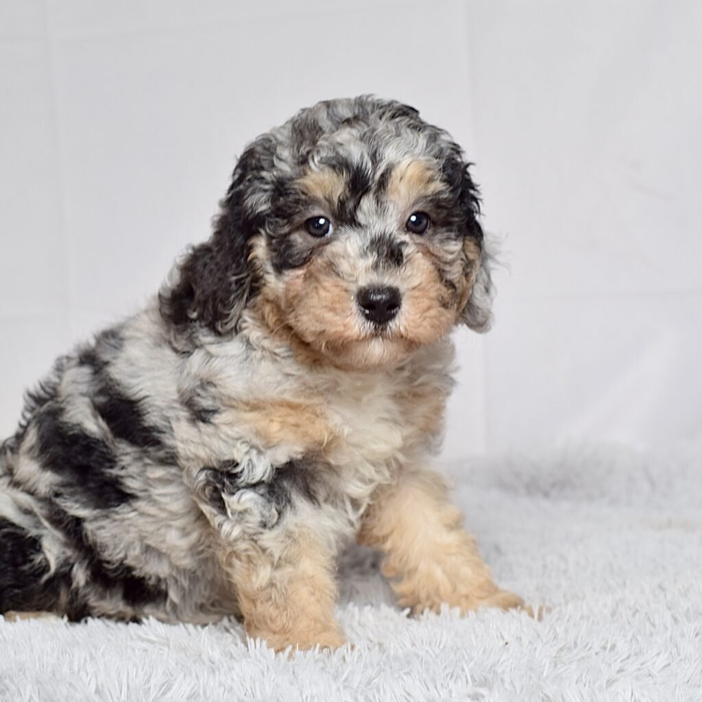 CAVAPOO
