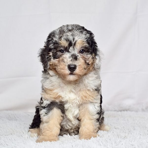 Ms. Macy - Image 5