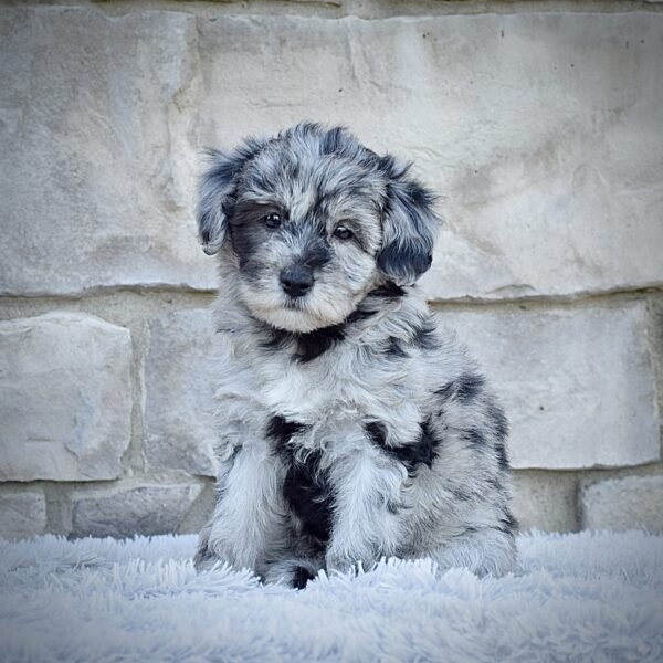 Ms. Mia