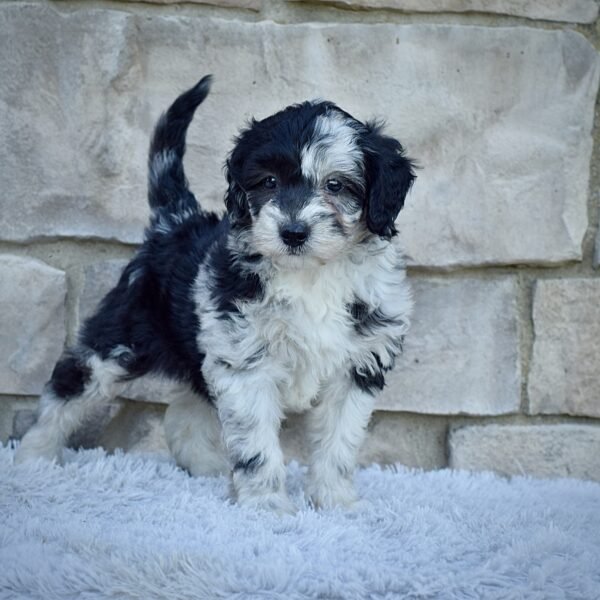 Mr. Marley - Image 3