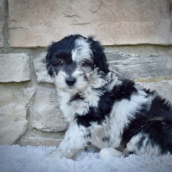 Mr. Marley - Image 4