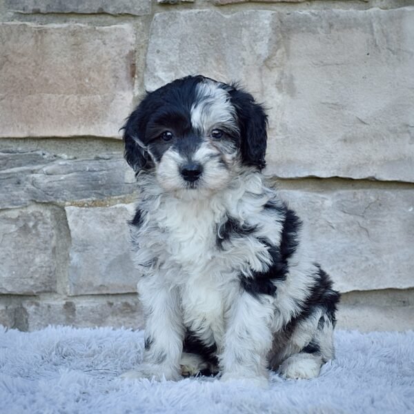Mr. Marley - Image 5