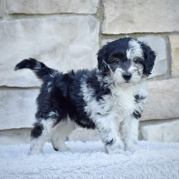 Mr. Marley - Image 6