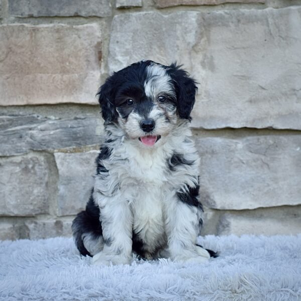 Mr. Marley