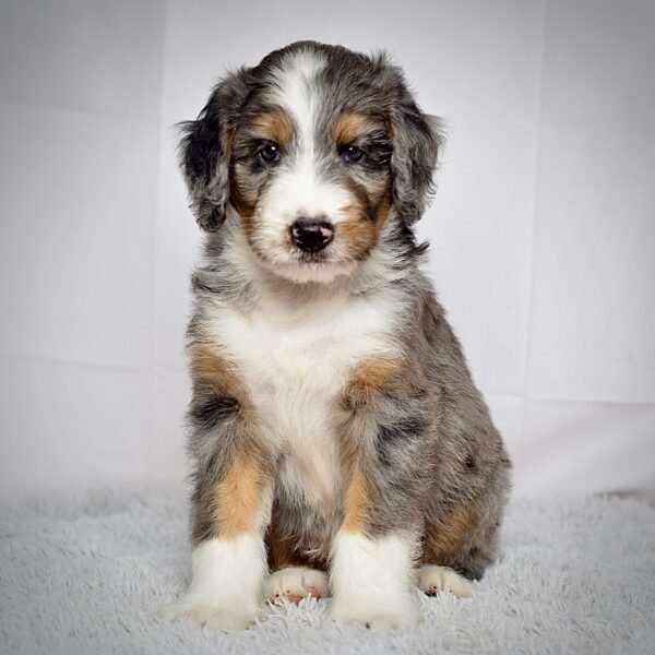 Mr. Jax - Image 2