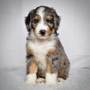 Mr. Jax