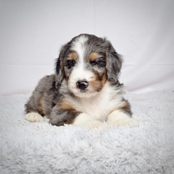 Mr. Jax - Image 3