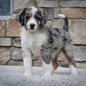 Mr. Juno