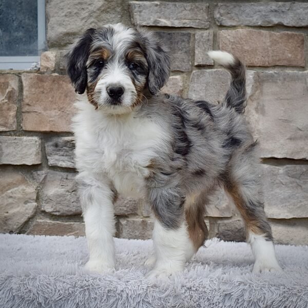 Mr. Juno