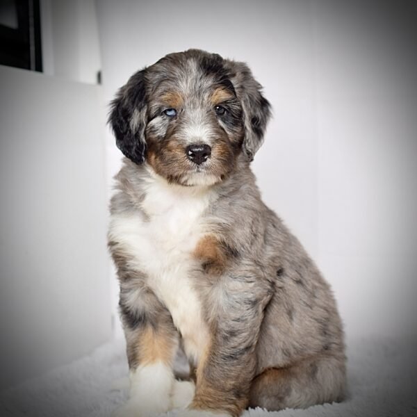 Mr. Jace