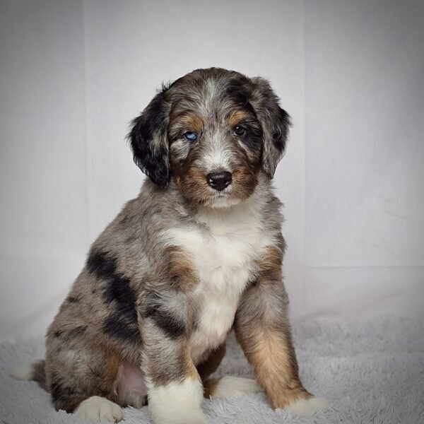 Ms. Josie - Image 2