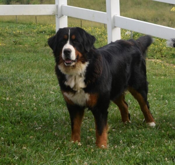 Ms. Josie - Image 9