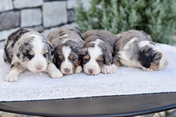 Upcoming Bernedoodles - Image 2
