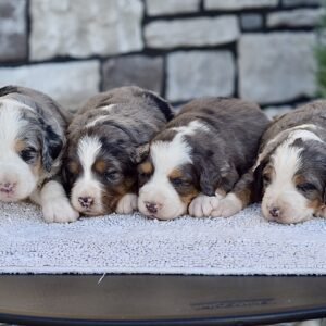 Upcoming Bernedoodles