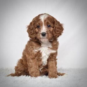 Mr. Oliver