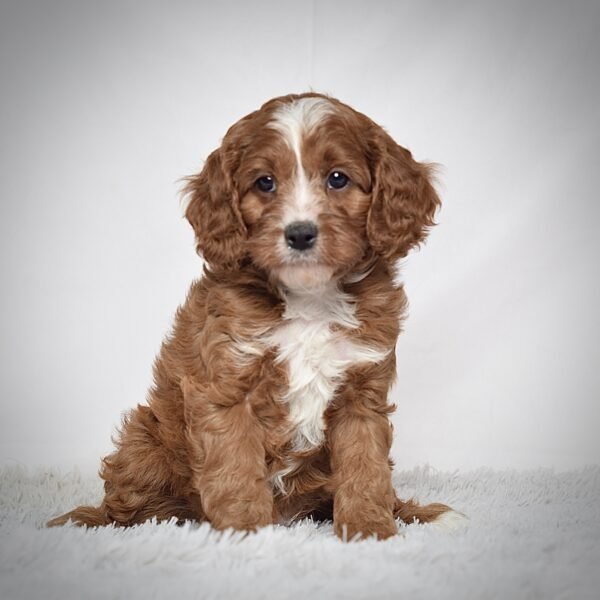 Mr. Oliver