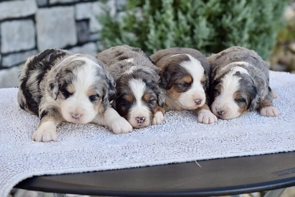 Upcoming Bernedoodles - Image 3