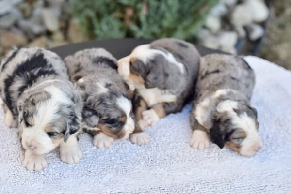 Upcoming Bernedoodles - Image 4