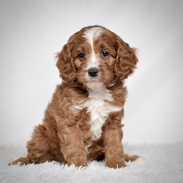 Mr. Oliver - Image 2