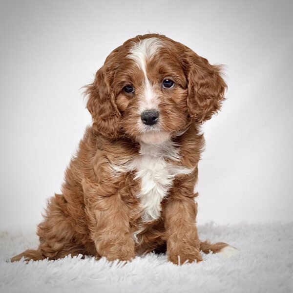 Mr. Oliver - Image 3