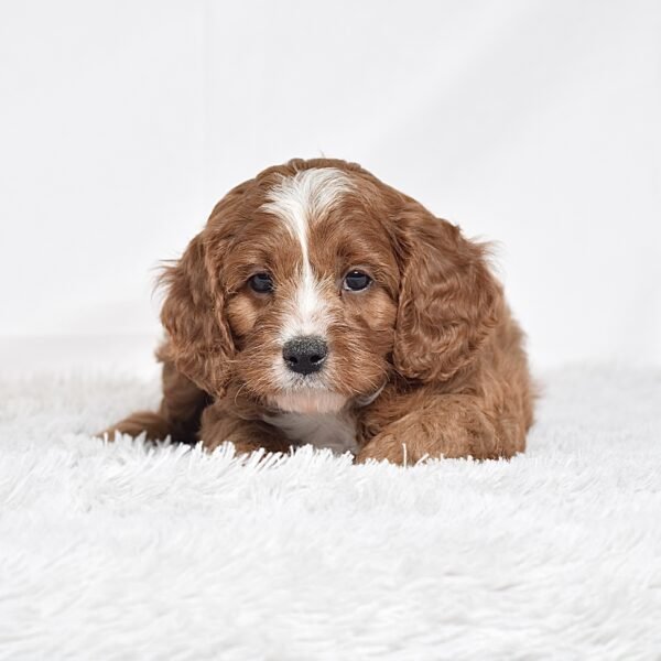 Mr. Oliver - Image 4