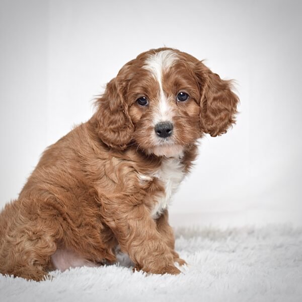 Mr. Oliver - Image 5