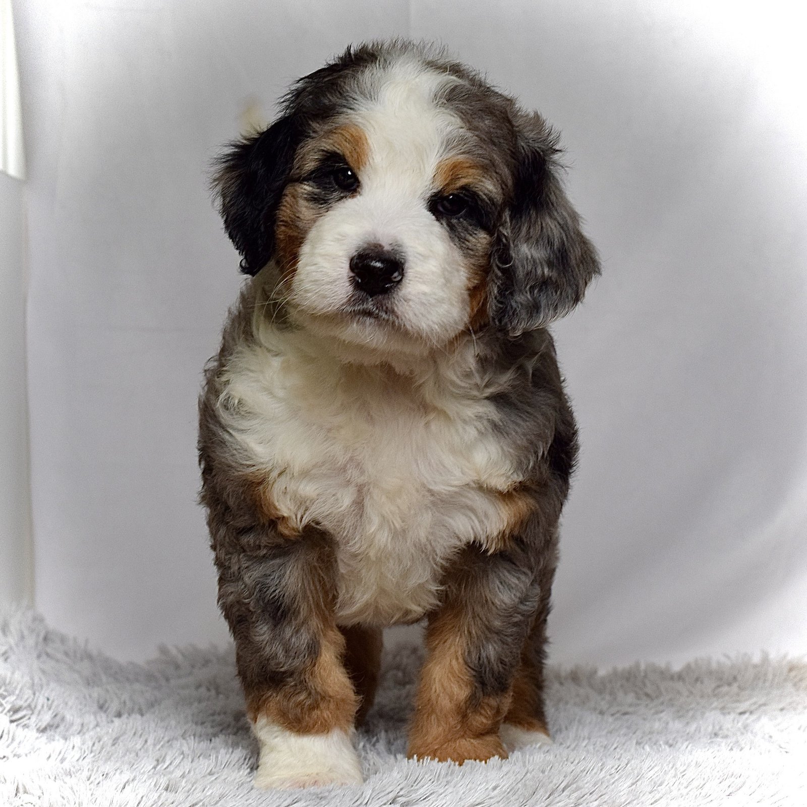 Ms. Heidi - Image 8