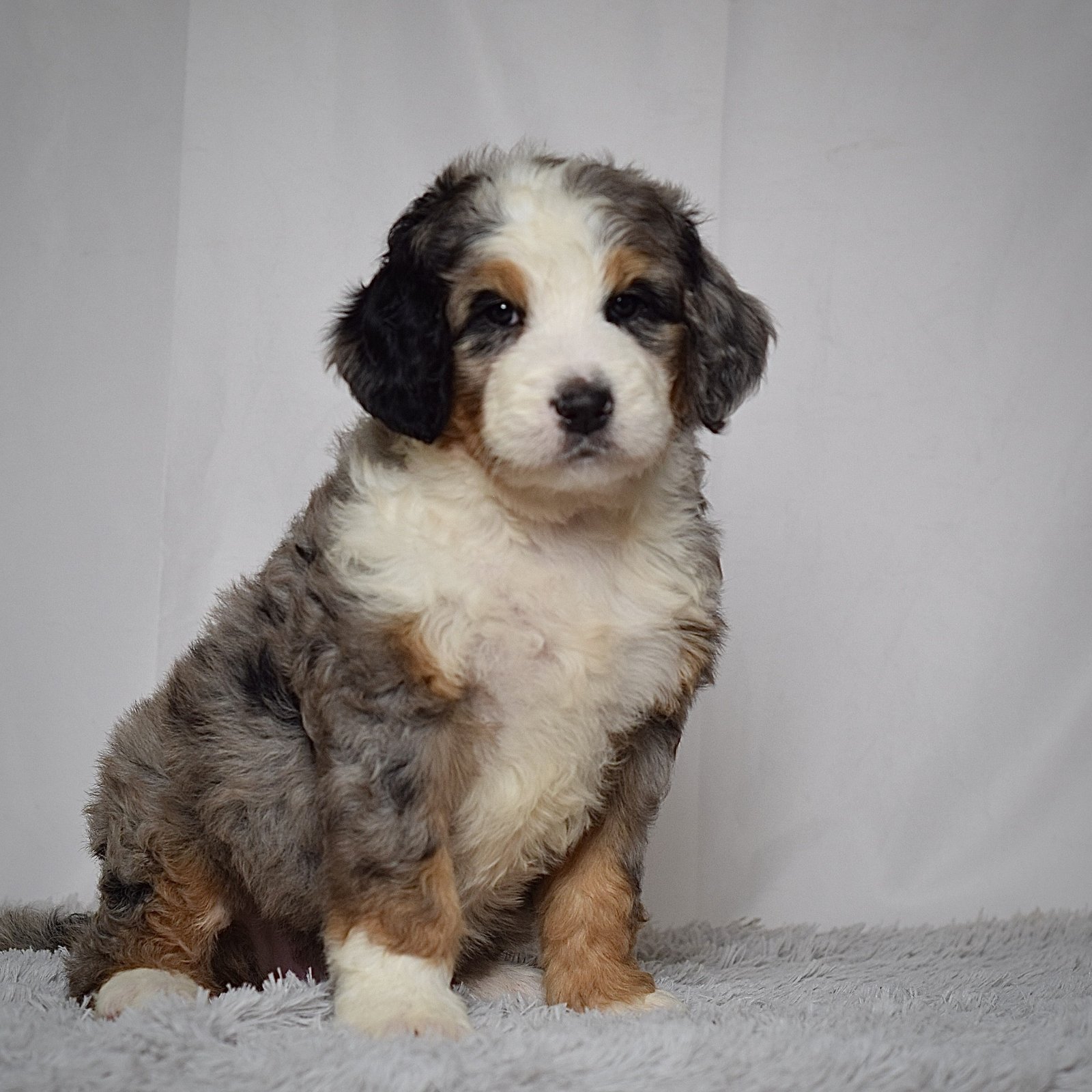 Ms. Heidi - Image 6