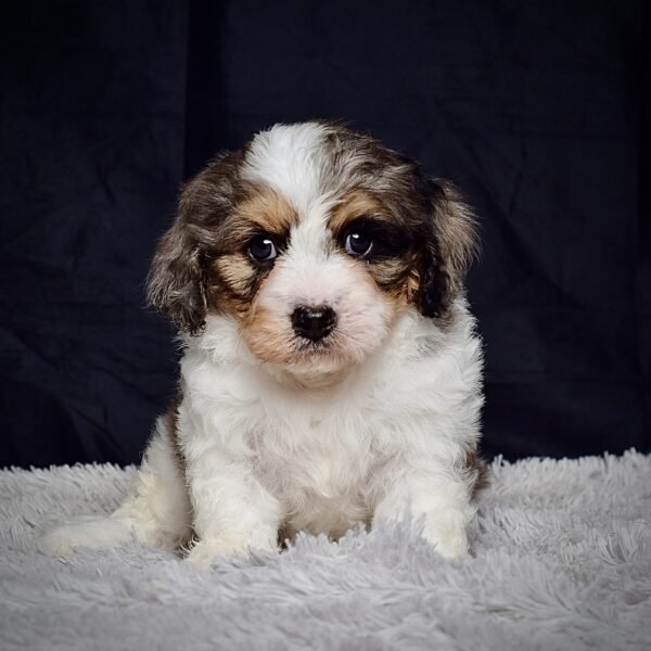 Mr. Arlo - Image 2