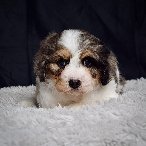 Mr. Arlo - Image 3