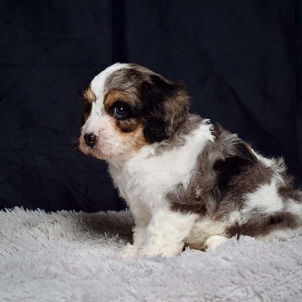 Mr. Arlo - Image 5