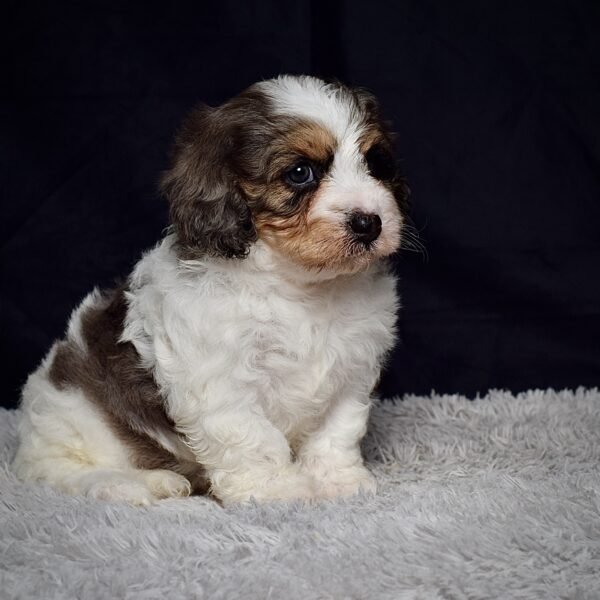 Mr. Arlo - Image 6