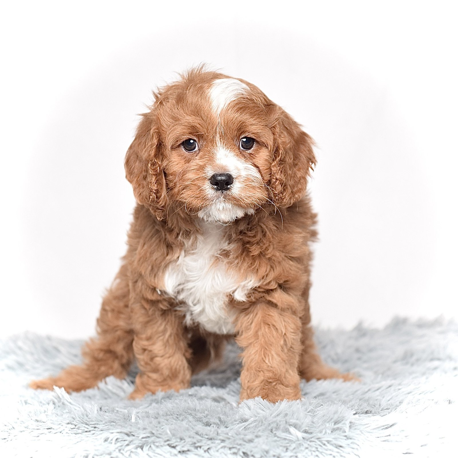 Mr. Charlie - Image 5