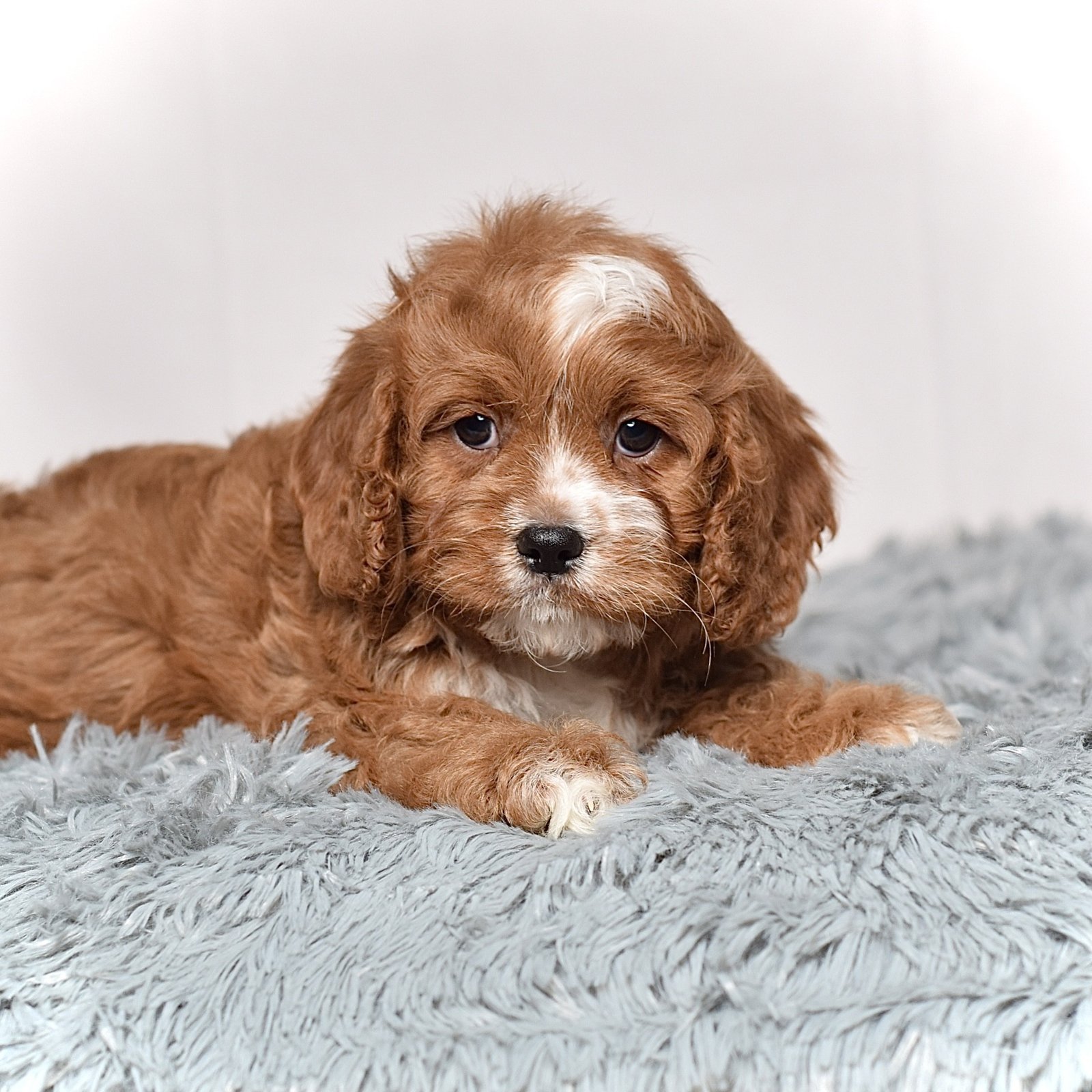 Mr. Charlie - Image 2