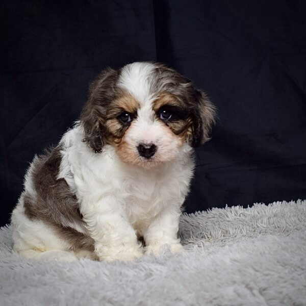 Mr. Arlo - Image 8