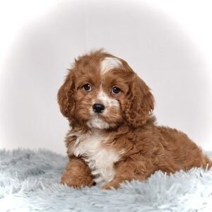 Mr. Charlie