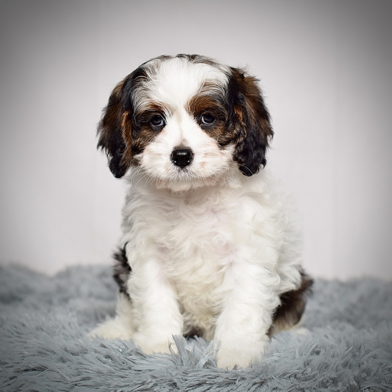 Ms. Cocoa - Image 3