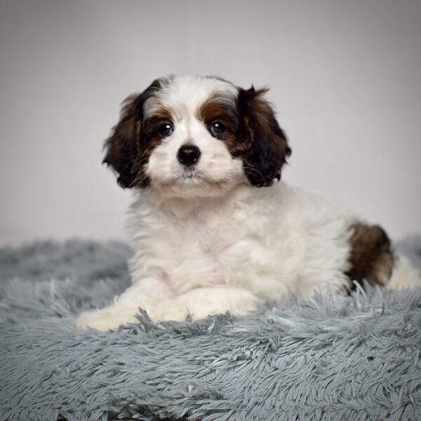 Ms. Cocoa - Image 2