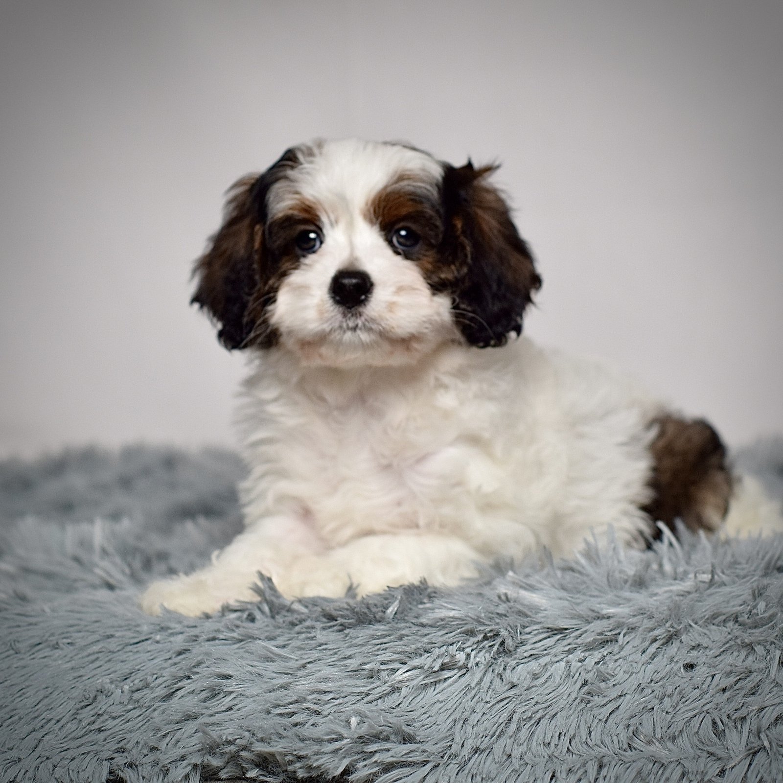 Ms. Cocoa - Image 2