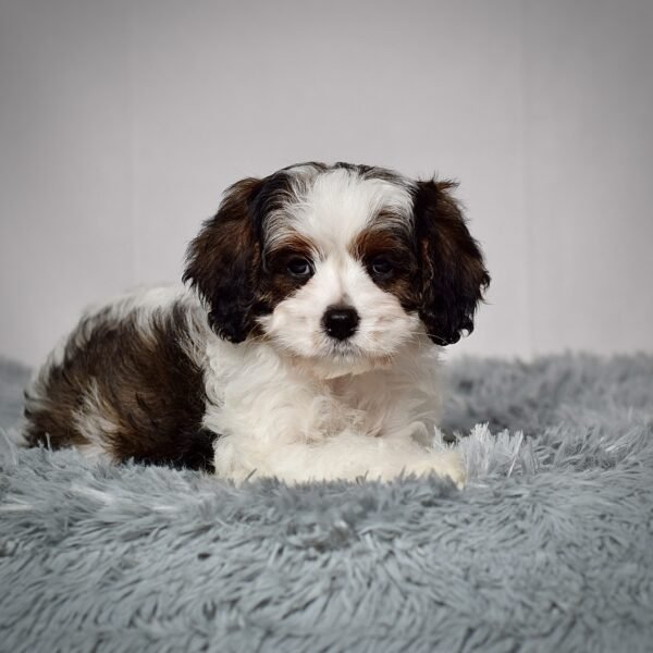 Ms. Cocoa - Image 5